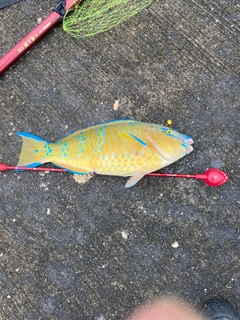 ヒブダイの釣果