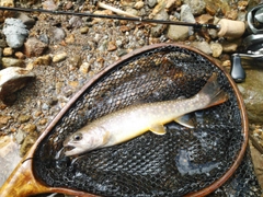 イワナの釣果