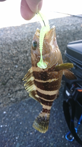 アオハタの釣果