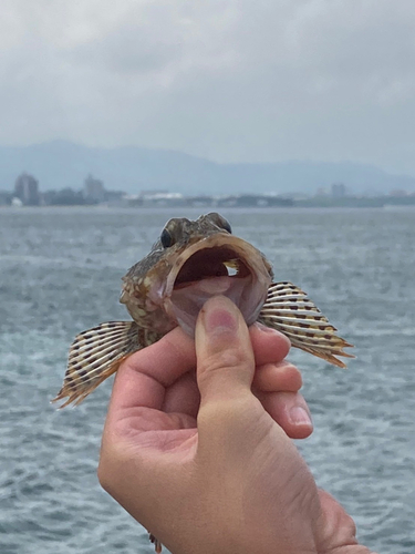 アラカブの釣果