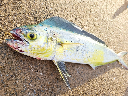 シイラの釣果