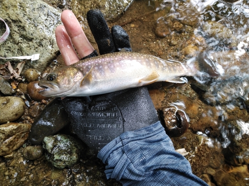 イワナの釣果