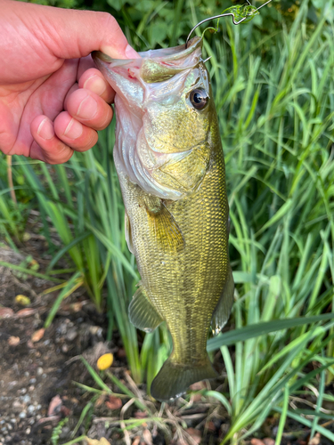 ラージマウスバスの釣果