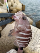 アオハタの釣果