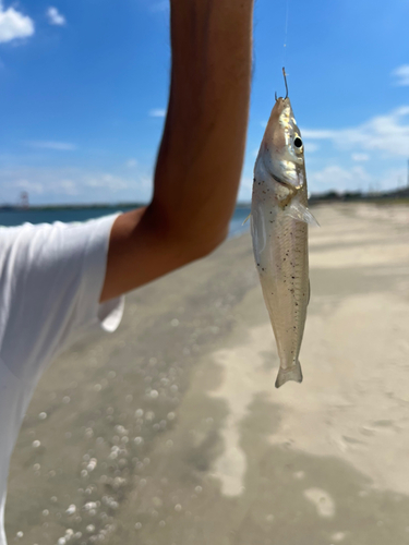 キスの釣果