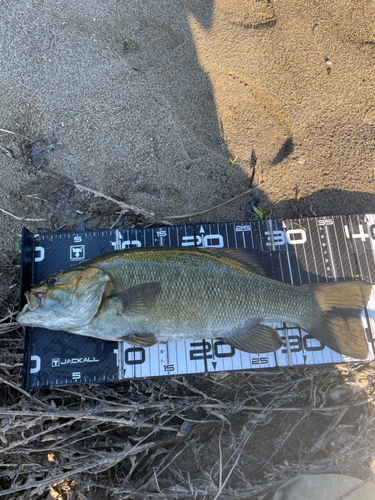 スモールマウスバスの釣果