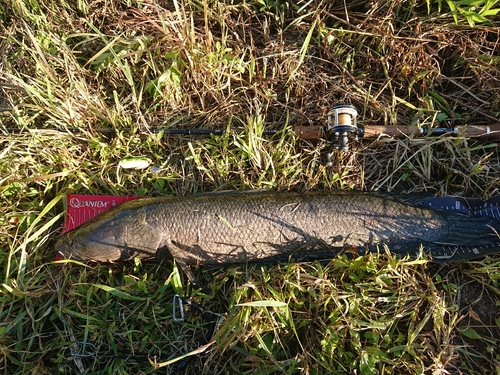 ライギョの釣果