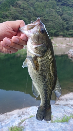 ラージマウスバスの釣果