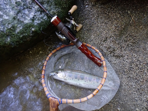 アマゴの釣果