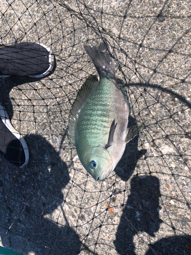 メジナの釣果