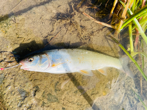 ウグイの釣果