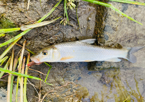 ニゴイの釣果