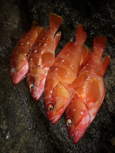 アカハタの釣果