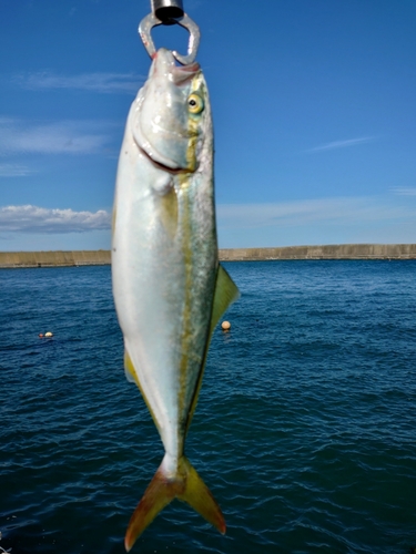 フクラギの釣果