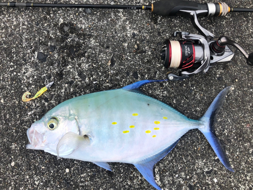 ナンヨウカイワリの釣果