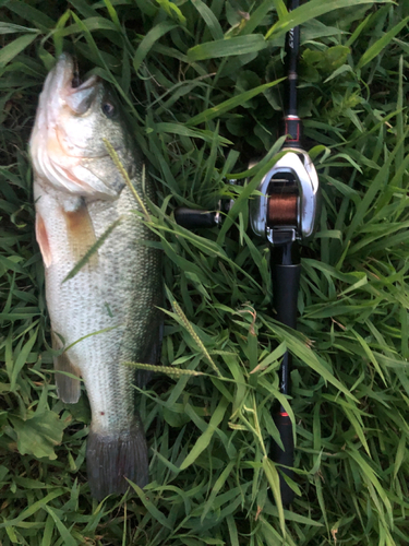 ラージマウスバスの釣果