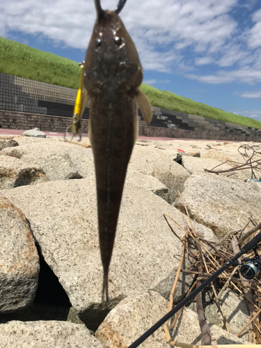 マゴチの釣果