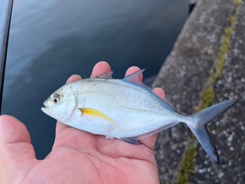 カスミアジの釣果