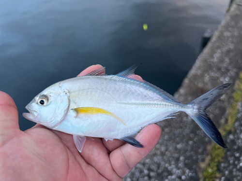 カスミアジの釣果