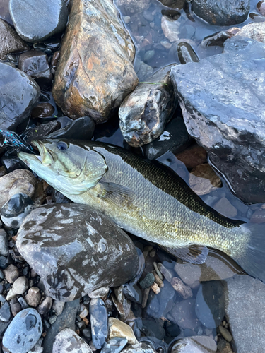 スモールマウスバスの釣果