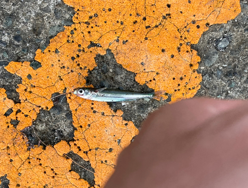 ウルメイワシの釣果