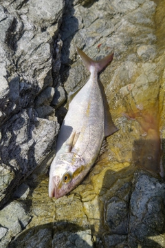 ネリゴの釣果