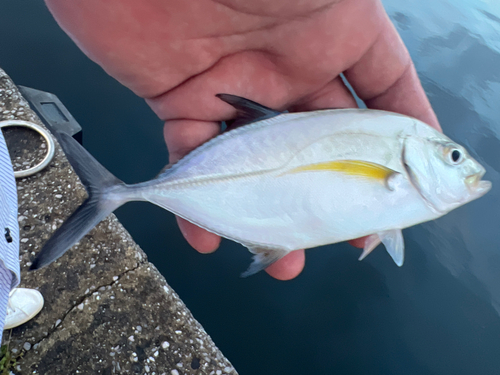 カスミアジの釣果