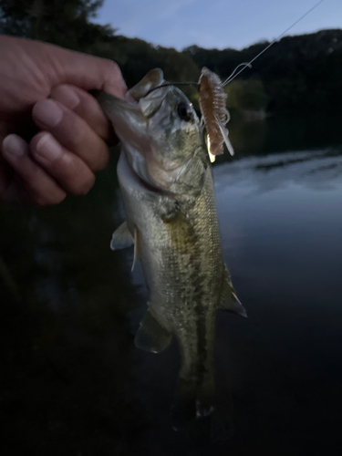 ラージマウスバスの釣果