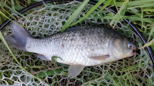 マブナの釣果