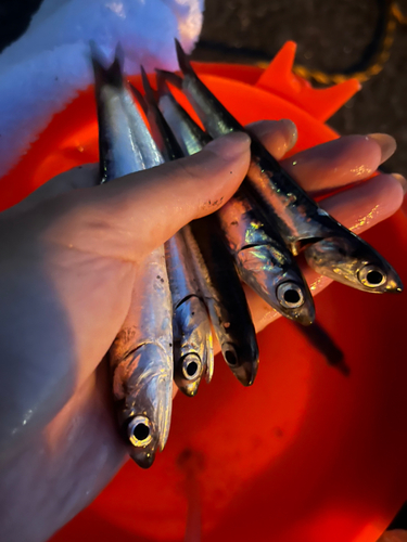 イワシの釣果