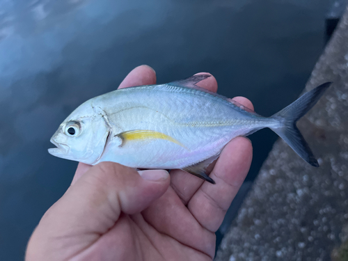 カスミアジの釣果