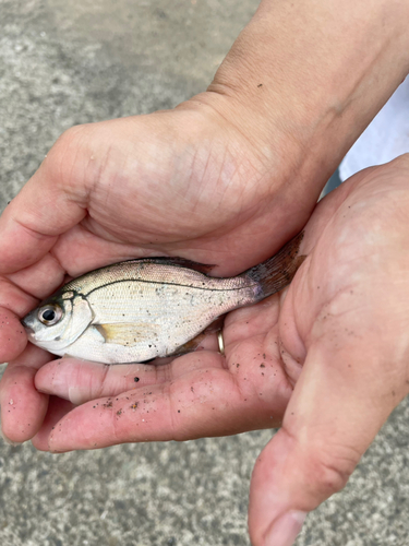 ウミタナゴの釣果