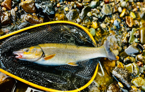 ウグイの釣果