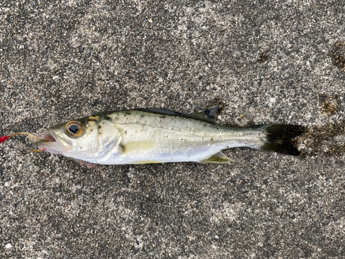 セイゴ（タイリクスズキ）の釣果