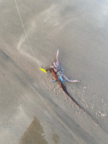 カニの釣果