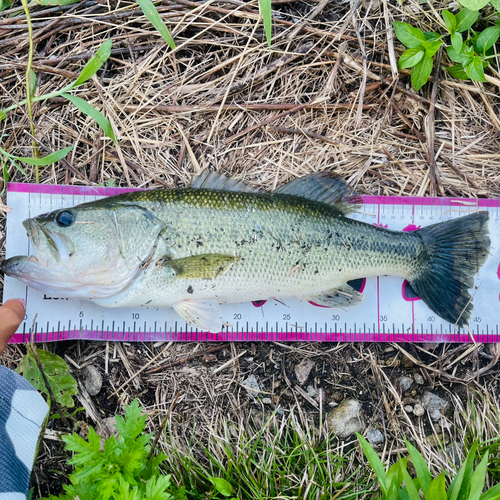 ブラックバスの釣果