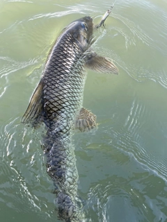 ニゴイの釣果