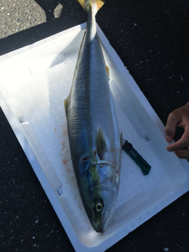 カンパチの釣果