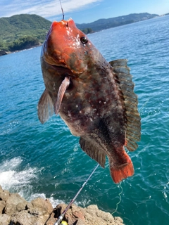 ブダイの釣果