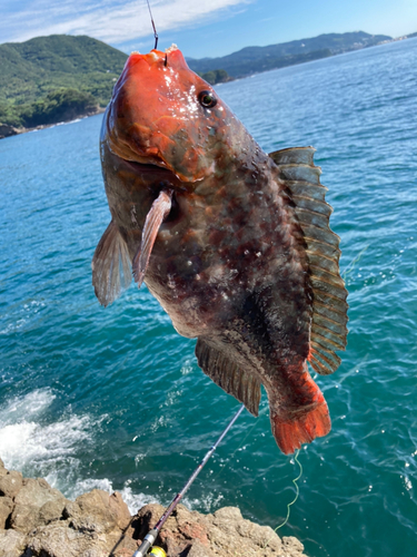 ブダイの釣果