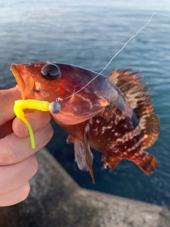 キジハタの釣果