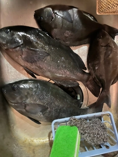 オナガグレの釣果