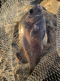 コショウダイの釣果