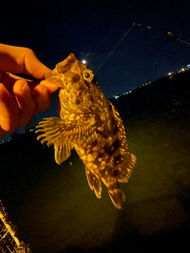 ガシラの釣果