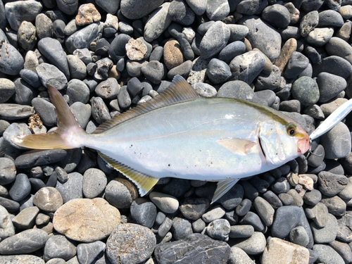 ショゴの釣果