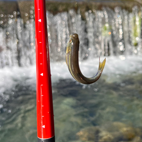 カワムツの釣果