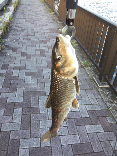 ニゴイの釣果