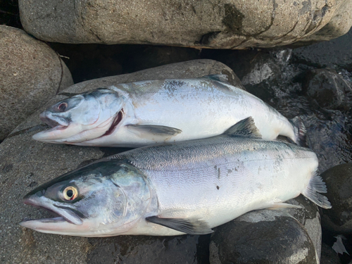 カラフトマスの釣果