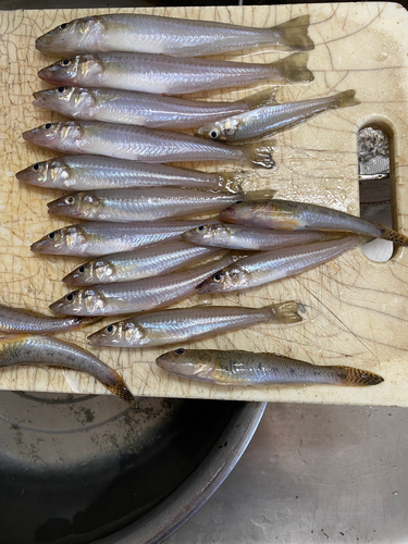 シロギスの釣果