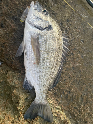 ミナミクロダイの釣果